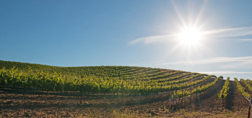 Early morning sun shining on Paso Robles vineyards in the Central Valley of California United States