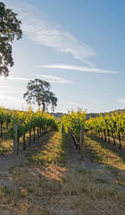 Fototapeta na wymiar California Valley Oak tree in vineyard at sunrise in Paso Robles vineyard in the Central Valley of California United States