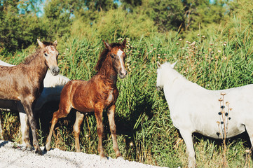 White wild horses and colt in nature reserve in Parc Regional de Camargue, Provence, France