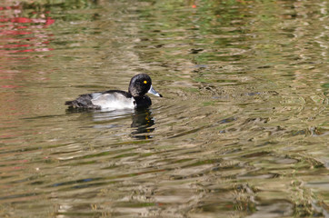 Ring-Necked Duck Swimming Across the Water