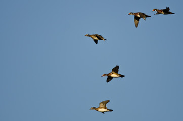 Flock of Wood Ducks Flying in a Blue Sky