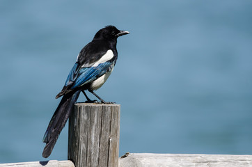 Black-Billed Magpie Perched on Wooden Fence Post