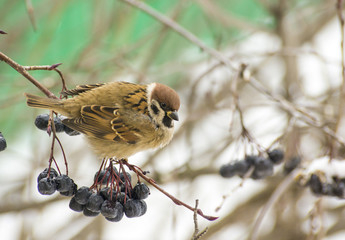 sparrow with black berries