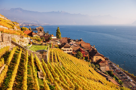 Vineyard terraces at Lake Geneva in autumn, Lavaux, Vaud, Switzerland