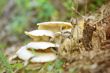 Some milk cap fungus growing on a trunk in the forest. Empty copy space for Editor's text.