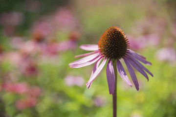 Echinacea flowers or commonly known as Coneflowers, these are a known popular remedy for many ailments. Their roots have medicinal properties