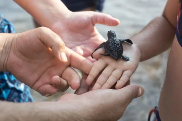 Keuken foto achterwand Schildpad Kleine zeeschildpad bij de hand
