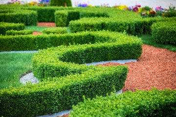 Green bushes labyrinth, landscape gardening design
