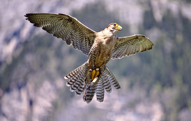 Merlin in flight