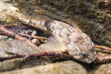 European bullhead (Cottus gobio)