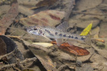 Gudgeon (Gobio gobio)