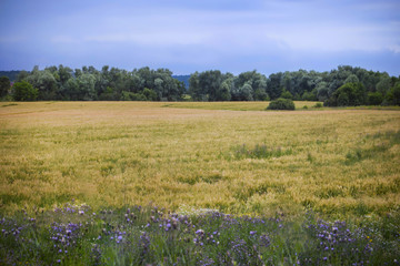 A field of yellow rye, a grove, a forest, flowers and a cloudy blue sky.