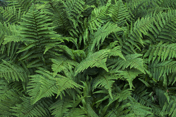 Background of a group of green fern leaves