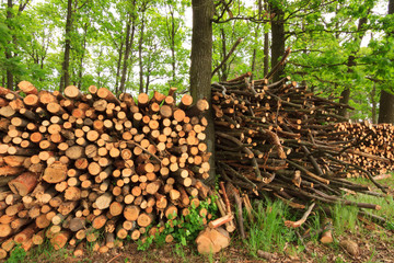 Stacked Firewood