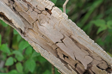 totes Holunderholz