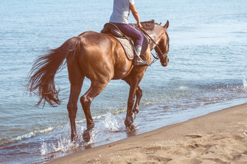Galloping on a horse of the sea at sunny day.