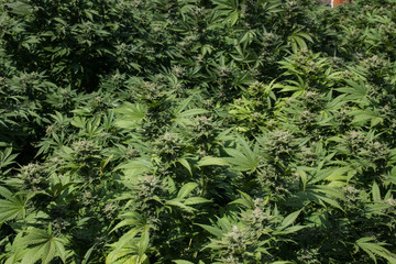 Marijuana Cannabis Plants growing outdoors