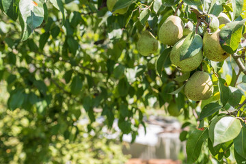 Branch with pears, garden
