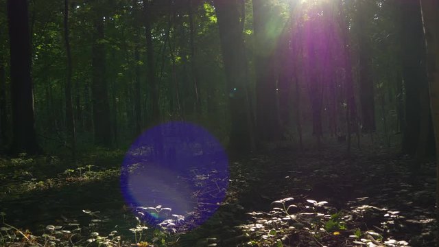 Sun Flare In Summer Forest