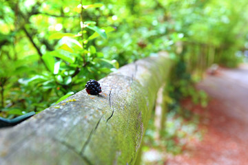 Mulberry on a wooden hand rail of a wooden bridge. Nature background with empty copy space for Editor's text.