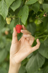 Young lady picking up raspberries