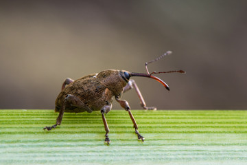 Large weevil with long rostrum. Extraordinary beetle in the family  Curculionidae, probably Curculio sp., in profile