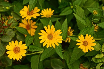 Жёлтые цветы среди зелёных листков в летнем саду