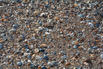 Viele Muscheln am Sandstrand