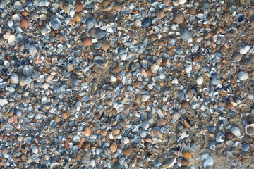 Sehr viele Muscheln am Strand