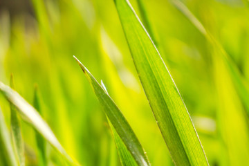 Green grass macro