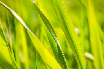 Green grass macro