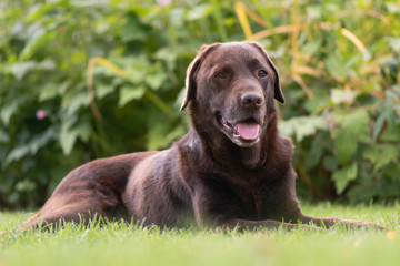 Chocolate labrador lying down. Brown dog on grass in front of flowers