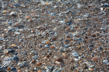 Viele bunte Muscheln am Strand