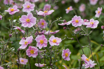 Japanese anemone (Anemone hupehensis) in flower. Pink garden plant in the family Ranunculaceae, aka Chinese anemone, thimbleweed or windflower