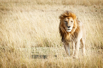 Leeuw in Kenia Afrika met kopie ruimte