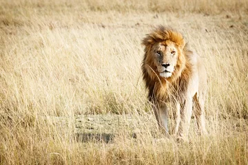 Poster Löwe Löwe in Kenia Afrika mit Textfreiraum