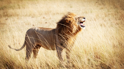 Lion Roaring in Kenya Africa