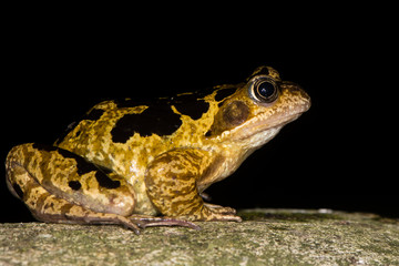 Common frog (Rana temporaria) with bold markings. Brightly marked amphibian in the family Ranidae, against black background