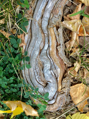 Exposed gnarled and twisted root