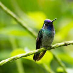 Hummingbird in Costa Rica 