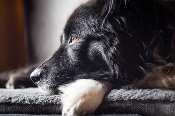 Profile portrait of an old border collie.