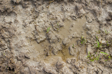 Wet mud background texture