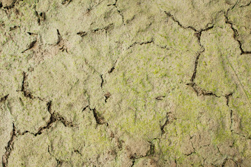 Dry cracked mud background texture