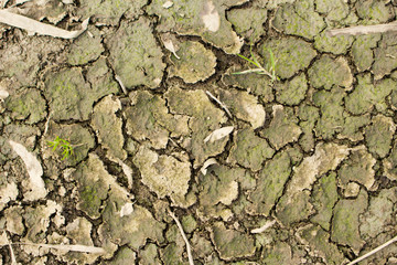 Dry cracked mud background texture
