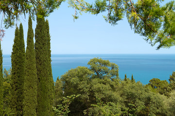 View of the sea through the trees