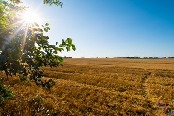 Brown autumn field with the tree on left side