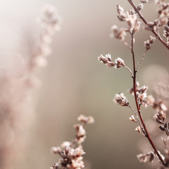 vintage dry meadow plant on soft background