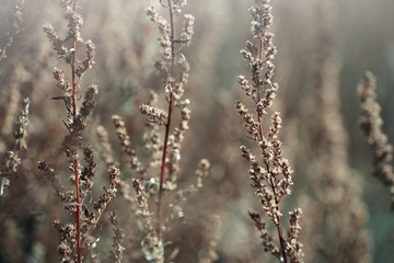 vintage dry meadow plant background