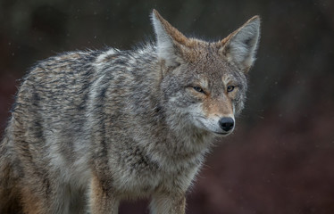 Obraz premium Coyote