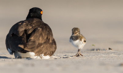Obraz premium American Oystercatcher